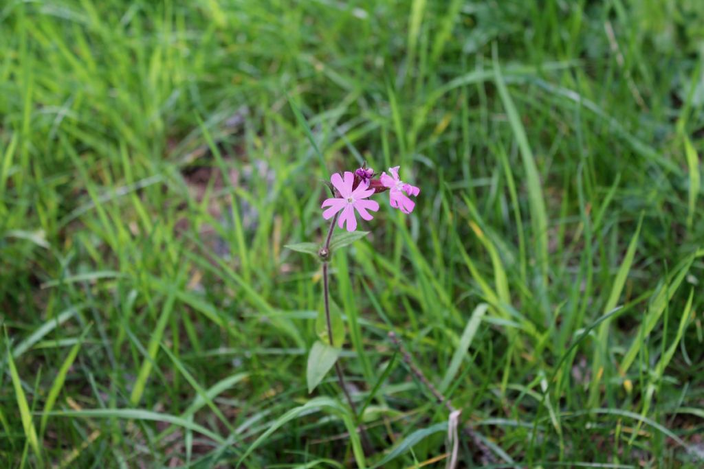 Silene dioica